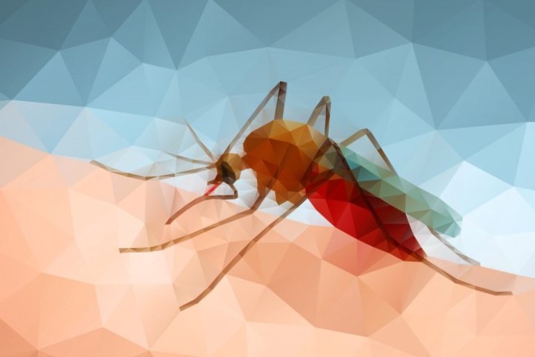 Mosquito (abstract)