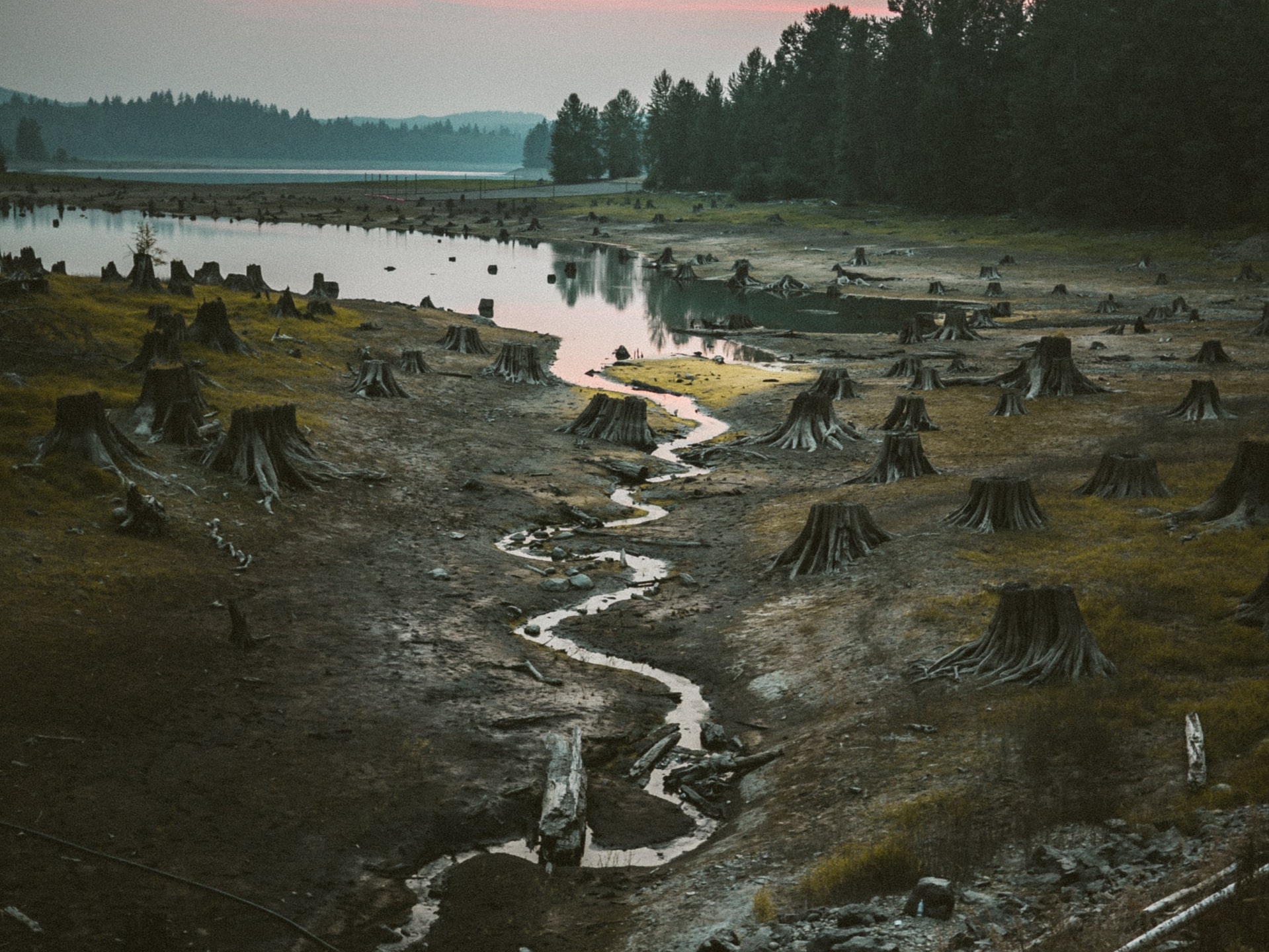 a photo of tree stumps by a body of water
