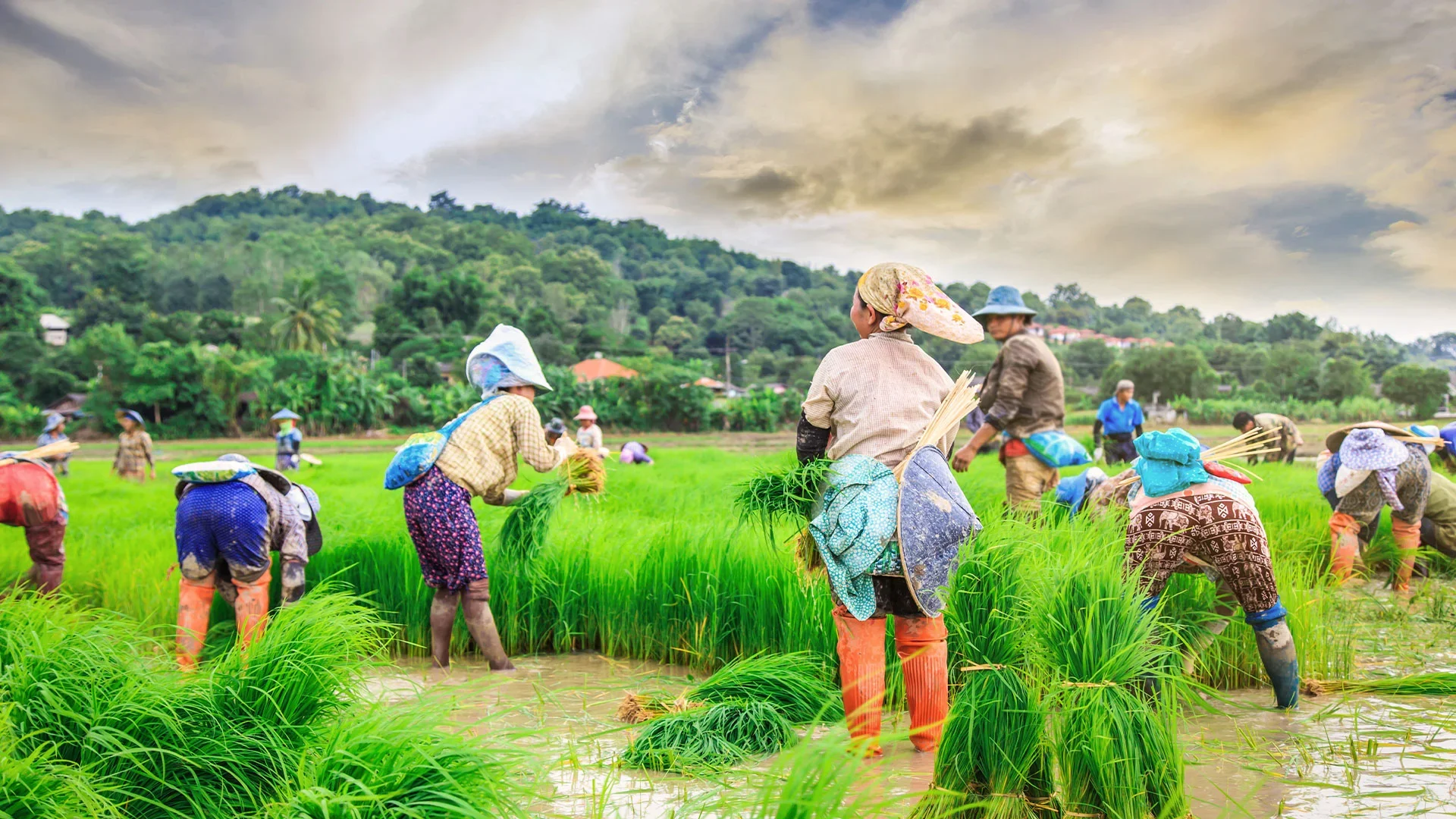 Camboida-Agriculture